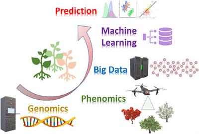 Editorial: Machine Learning for Big Data Analysis: Applications in Plant Breeding and Genomics